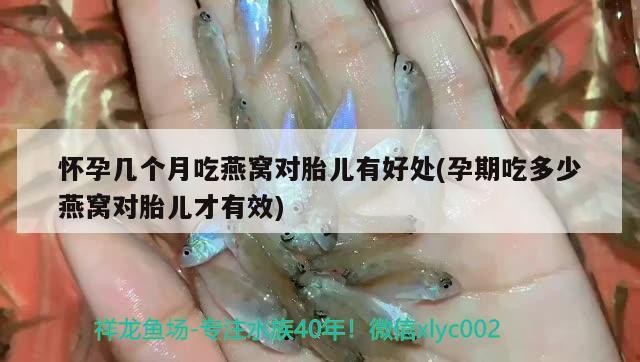 花地灣瞎轉(zhuǎn)悠之虎魚，地灣探險(xiǎn)，虎魚的神秘魅力