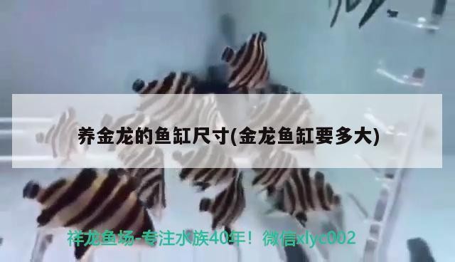 花地灣瞎轉(zhuǎn)悠之虎魚，地灣探險(xiǎn)，虎魚的神秘魅力