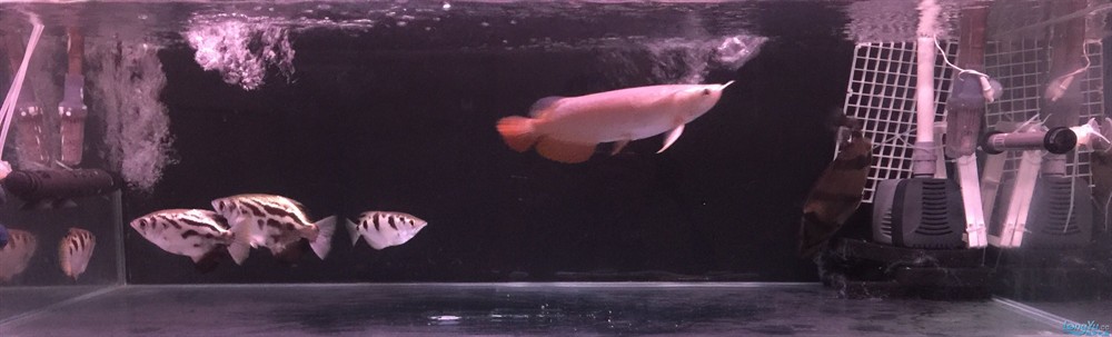 今虎魚進食了，虎魚進食，生態觀察與行為解析