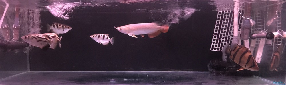 今虎魚進食了，虎魚進食，生態觀察與行為解析