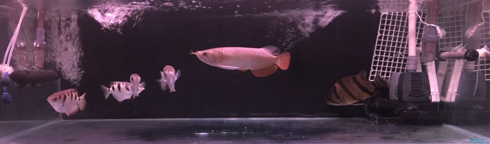 今虎魚進食了，虎魚進食，生態觀察與行為解析