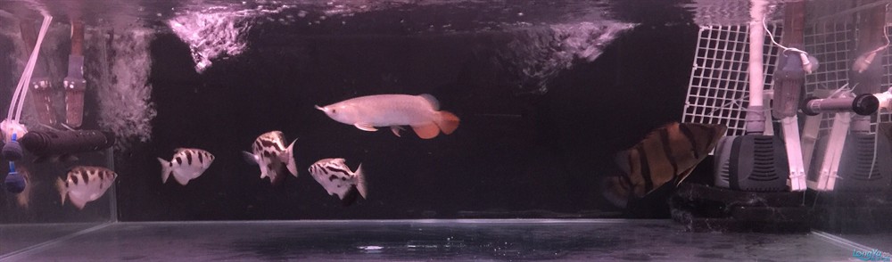 今虎魚進食了，虎魚進食，生態觀察與行為解析