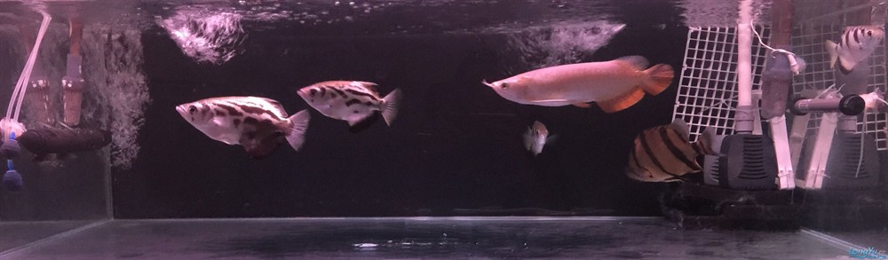 今虎魚進食了，虎魚進食，生態觀察與行為解析