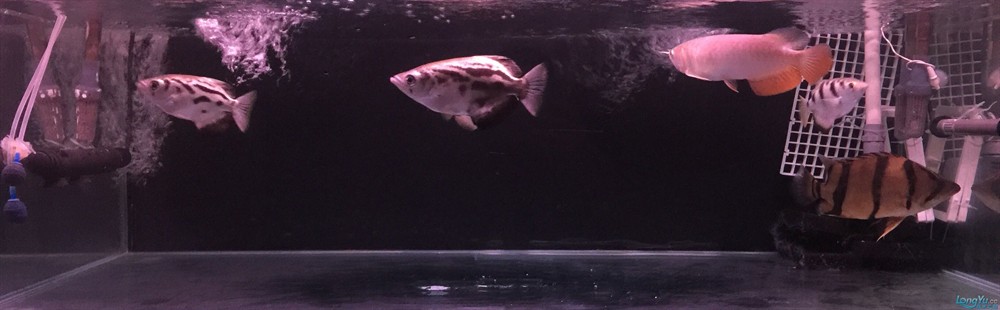 今虎魚進食了，虎魚進食，生態觀察與行為解析