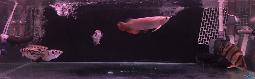 今虎魚進食了，虎魚進食，生態觀察與行為解析
