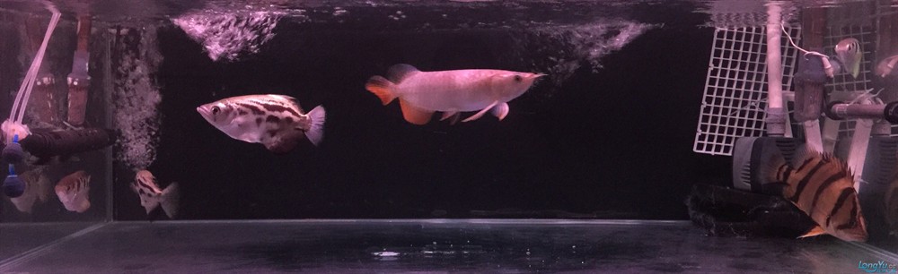 今虎魚進食了，虎魚進食，生態觀察與行為解析