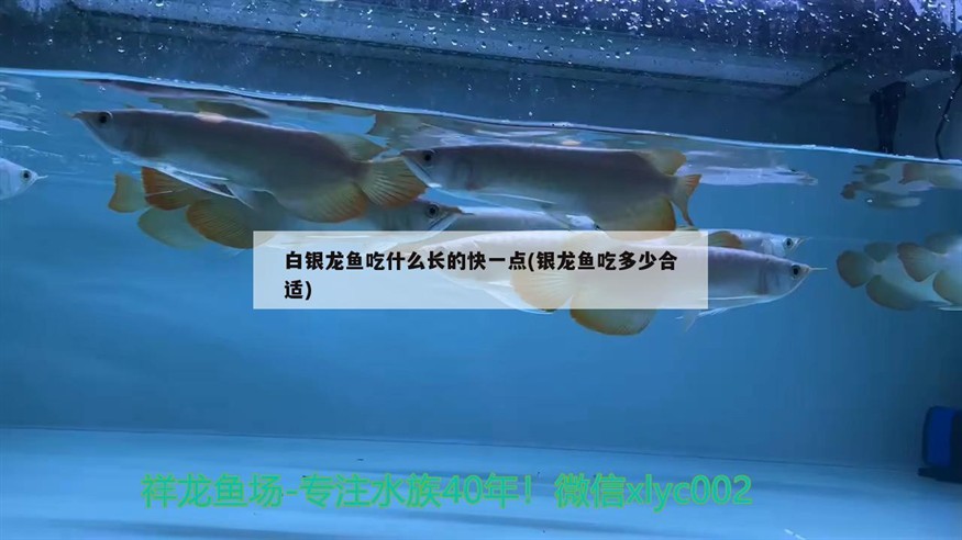 白銀龍魚吃什么長的快一點(銀龍魚吃多少合適)龍魚的飲食指南，如何喂養以促進