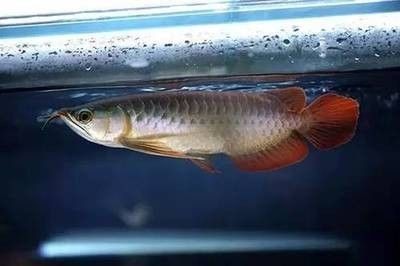 龍魚幾天不喂會死，魚生存之道，揭秘不喂食的極限
