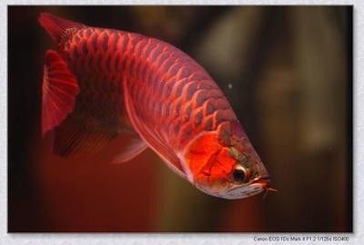 龍魚害怕紅色嗎，魚對(duì)紅色的反應(yīng)，揭秘龍魚的視覺恐懼與色彩偏好