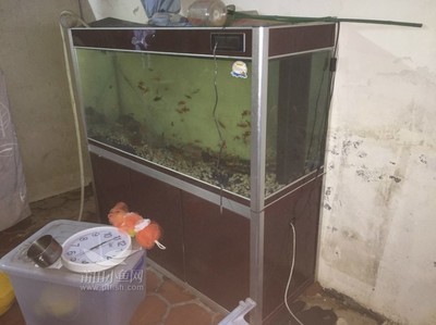紅龍魚會不會不發(fā)色（紅龍魚會不會不發(fā)色了）龍魚顏色變化之謎，不發(fā)色