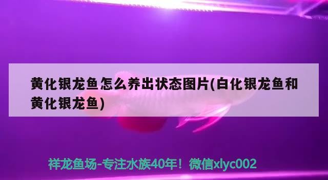 黃化銀龍魚怎么養出狀態圖片(白化銀龍魚和黃化銀龍魚)黃化銀龍魚的養護秘訣，白化與黃化