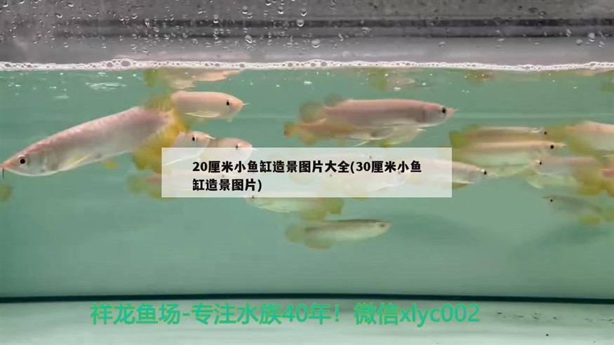 20厘米小魚缸造景圖片大全(30厘米小魚缸造景圖片)20厘米小魚缸的造景藝術，30厘米大