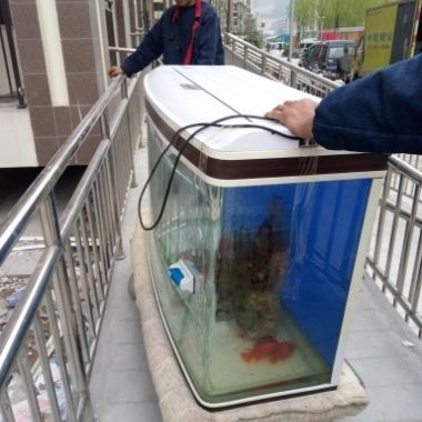 搬家魚缸里的魚怎么帶走：搬家魚缸搬運注意事項，時如何安全帶走魚缸中的魚，詳細 搬家魚缸里的魚怎么帶走：搬家魚缸搬運注意事項，時如何安全帶走魚缸中的魚，詳細 魚缸百科 第3張