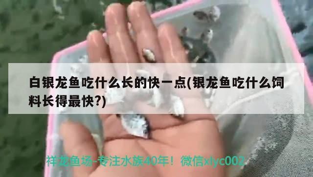 白銀龍魚吃什么長的快一點(銀龍魚吃什么飼料長得最快?)龍魚最佳飼料選擇，促進快速生長