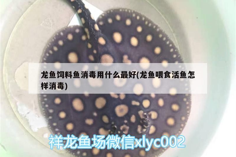 龍魚飼料魚消毒用什么最好(龍魚喂食活魚怎樣消毒)魚飼養指南，最佳飼料選擇與活
