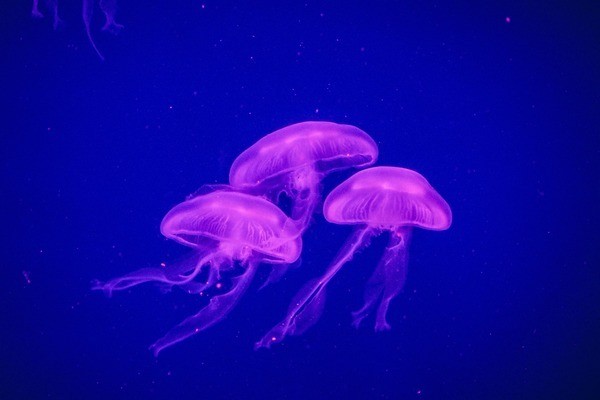 博羅縣龍溪鎮立新水族器材店（博羅縣龍溪鎮立新水族器材店電話）羅縣龍溪鎮立新水族器材店聯系方式與位置
