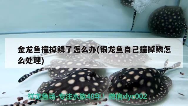 金龍魚撞掉鱗了怎么辦(銀龍魚自己撞掉鱗怎么處理)龍魚鱗部受損