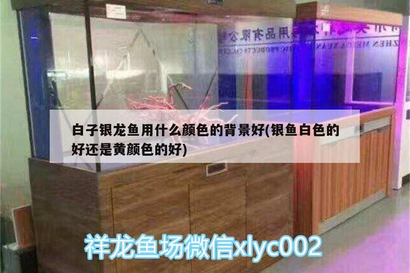 白子銀龍魚用什么顏色的背景好(銀魚白色的好還是黃顏色的好)子銀龍魚背景顏色選擇指南，白色還是黃色更適宜