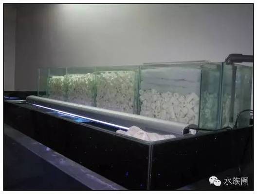 紅龍魚趴缸在水底不動了怎么辦視頻（紅龍魚趴缸在水底不動了怎么辦視頻教程）龍魚趴缸不動，專家視頻教程 紅龍魚趴缸在水底不動了怎么辦視頻（紅龍魚趴缸在水底不動了怎么辦視頻教程）龍魚趴缸不動，專家視頻教程 紅龍魚百科