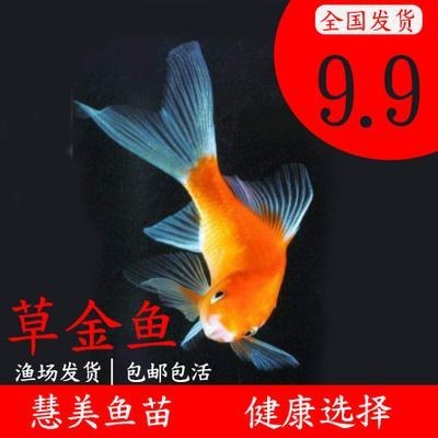 龍魚檔次高還是金魚檔次高，魚與金魚，哪種魚類更顯
