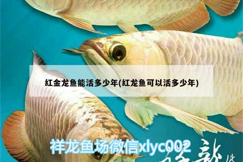 喂了一條龍兩條虎平常喂活的小魚兒但是龍魚老搶不過兩條虎魚怎么辦？龍魚沒吃飽虎魚吃撐了，魚與虎魚爭奪食物，如何平衡喂食以解決沖突？