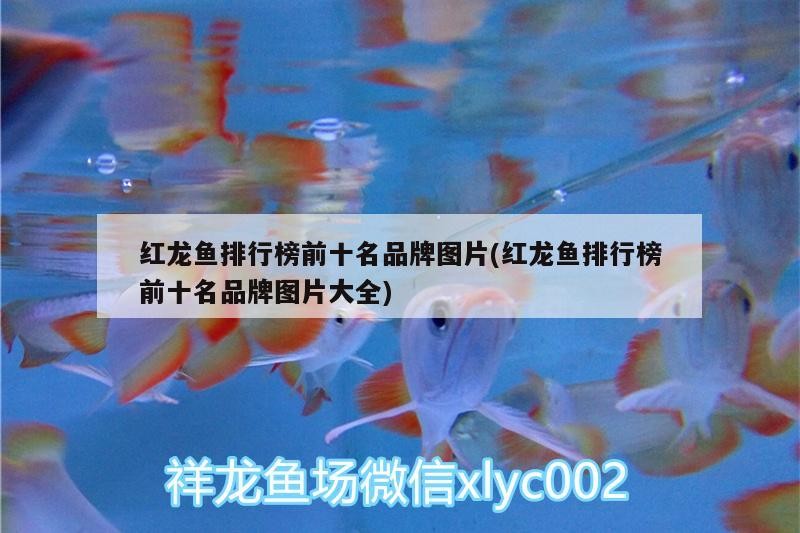 喂了一條龍兩條虎平常喂活的小魚兒但是龍魚老搶不過兩條虎魚怎么辦？龍魚沒吃飽虎魚吃撐了，魚與虎魚爭奪食物，如何平衡喂食以解決沖突？