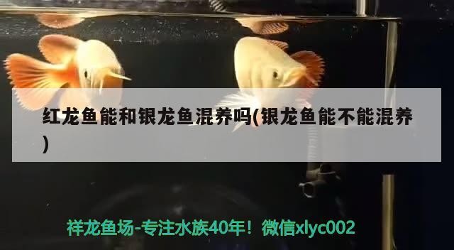 紅龍魚能和銀龍魚混養嗎(銀龍魚能不能混養)龍魚與銀龍魚混養的可能性