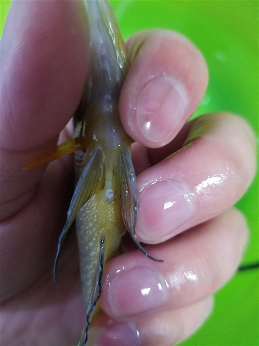 金頭虎會(huì)看公母的魚(yú)友麻煩幫我分辨一下，金頭虎魚(yú)的性別辨識(shí)技巧，專業(yè)魚(yú)友教你如何