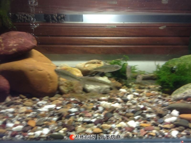 不推薦魚缸養的原生魚：不推薦在魚缸中養的原生魚：光唇魚是原生魚中的一種，魚養殖指南，不推薦魚缸養的光