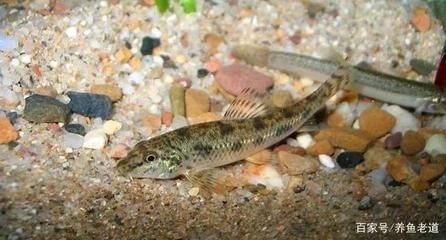 不推薦魚缸養的原生魚：不推薦在魚缸中養的原生魚：光唇魚是原生魚中的一種，魚養殖指南，不推薦魚缸養的光