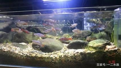 不推薦魚缸養的原生魚：不推薦在魚缸中養的原生魚：光唇魚是原生魚中的一種，魚養殖指南，不推薦魚缸養的光
