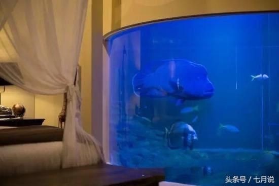 大魚缸養小魚群：大魚缸養小魚群可以帶來一種獨特的視覺體驗，小魚缸養小魚群，魚缸養小魚群，視覺盛宴與生態