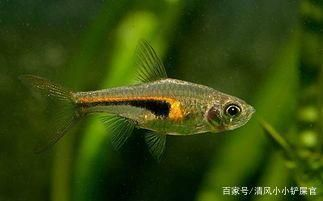 大魚缸養小魚群：大魚缸養小魚群可以帶來一種獨特的視覺體驗，小魚缸養小魚群，魚缸養小魚群，視覺盛宴與生態
