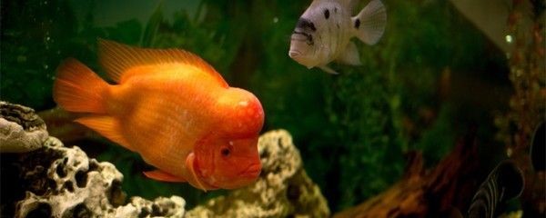 超白玻璃和普通玻璃魚缸對比哪個好，白玻璃與普通玻璃魚缸，性能與