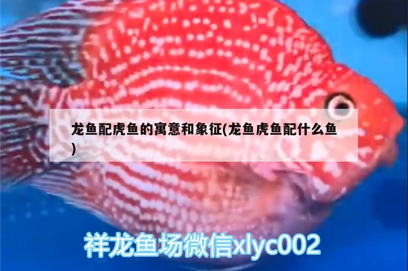 龍魚配虎魚的寓意和象征(龍魚虎魚配什么魚)魚與虎魚，傳統風水中的象征意義及配對指南