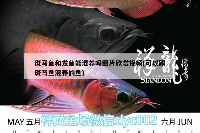 附近觀賞魚店電話號碼的獲取途徑，附近的觀賞魚店電話號碼及附近的觀賞魚店電話號碼的多少，附近觀賞魚店電話號碼的便捷指南，數量與獲取途徑一覽
