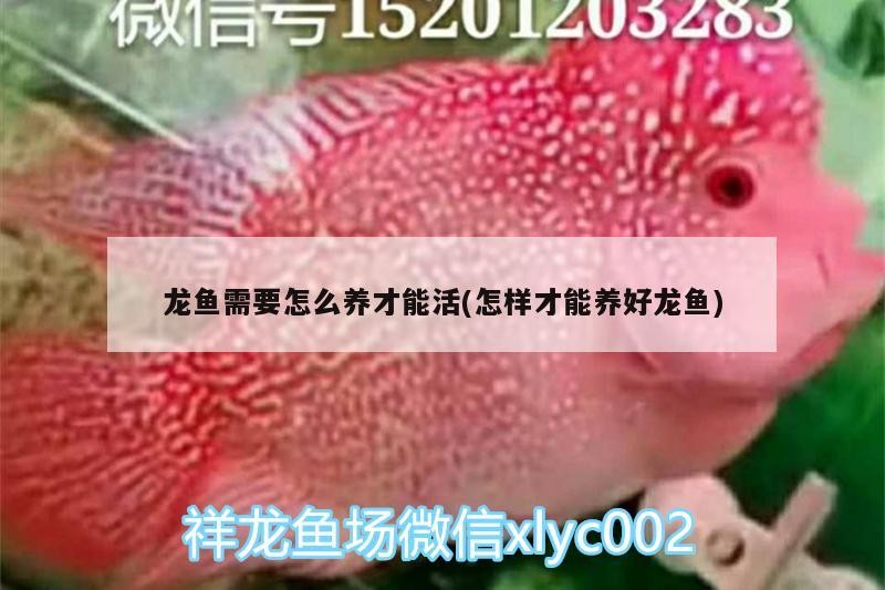 附近觀賞魚店電話號碼的獲取途徑，附近的觀賞魚店電話號碼及附近的觀賞魚店電話號碼的多少，附近觀賞魚店電話號碼的便捷指南，數量與獲取途徑一覽