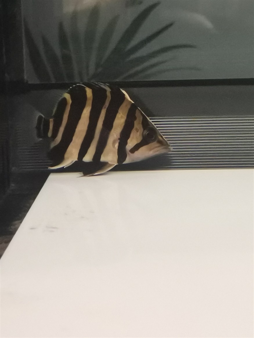 虎魚品相，魚鑒賞指南，品相的重要性及挑選