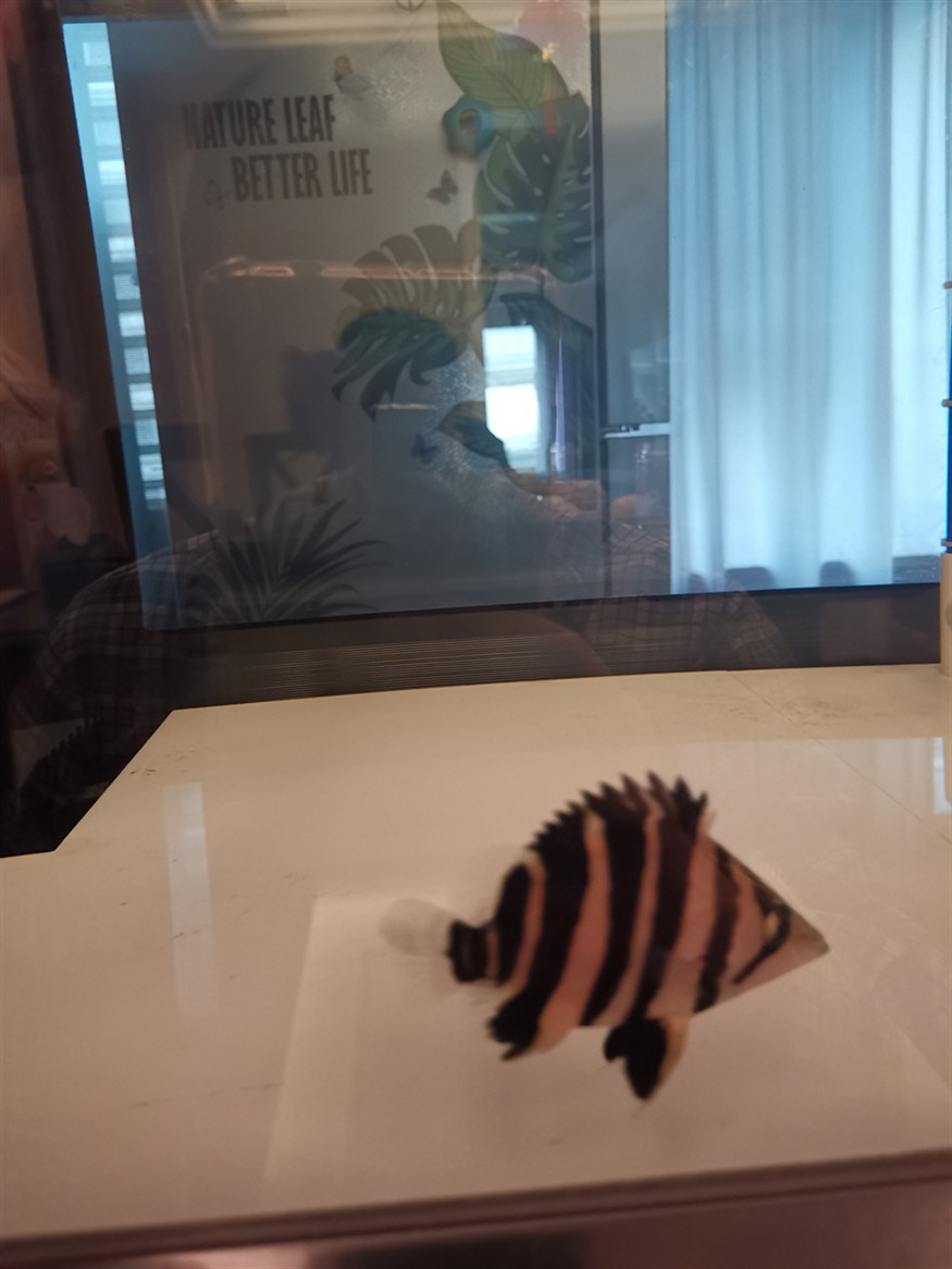 虎魚品相，魚鑒賞指南，品相的重要性及挑選