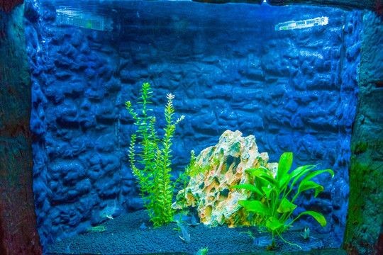 純黑色魚缸背景：純黑色魚缸背景貼紙的注意事項黑色魚缸背景貼紙的注意事項，魚缸背景貼紙使用指南，注意事項與