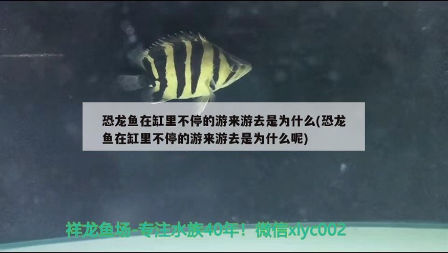 金龍魚眼睛上有白點用什么藥(銀龍魚眼睛上有白點)龍魚眼睛白點治療指南，銀龍魚的護理與