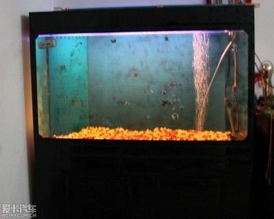 不是底濾的魚缸可以改造成底濾嗎視頻：魚缸打孔改底濾的兩種方法，如何將非底濾魚缸改造為底濾系統？兩種