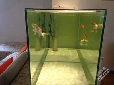 大家都在用什么牌子的魚(yú)缸：2024年大家都在使用的魚(yú)缸品牌，024年最受歡迎的魚(yú)缸品牌大揭秘