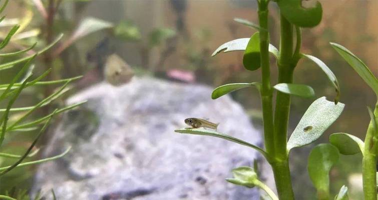 濰坊市寒亭區(qū)海王水族魚缸店（濰坊市寒亭區(qū)海王水族魚缸店電話）市寒亭區(qū)海王水族魚缸店聯(lián)系方式及地址信息