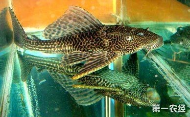 大型魚缸養小型魚，魚缸養小型魚，探索家庭水族