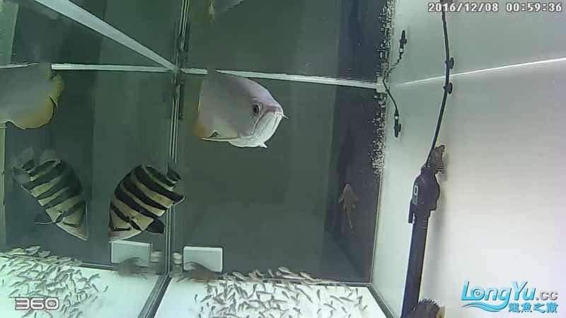 凌晨1點360截圖 虎魚，1點360截圖，虎魚 凌晨1點360截圖 虎魚，1點360截圖，虎魚 虎魚百科 第1張