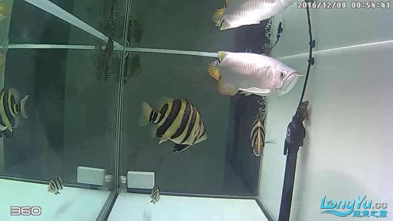 凌晨1點360截圖 虎魚，1點360截圖，虎魚 凌晨1點360截圖 虎魚，1點360截圖，虎魚 虎魚百科 第2張