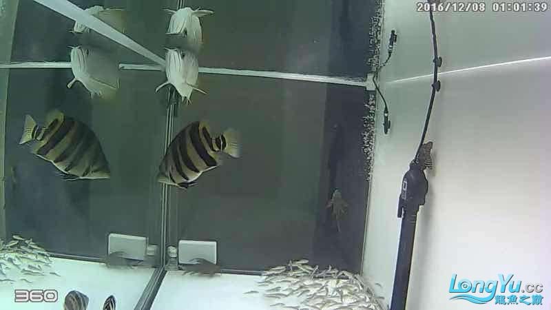 凌晨1點360截圖 虎魚，1點360截圖，虎魚 凌晨1點360截圖 虎魚，1點360截圖，虎魚 虎魚百科 第6張