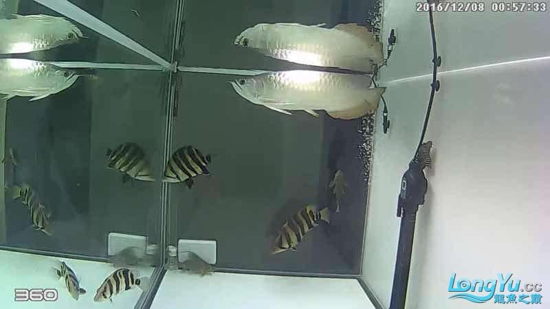 凌晨1點360截圖 虎魚，1點360截圖，虎魚 凌晨1點360截圖 虎魚，1點360截圖，虎魚 虎魚百科 第4張