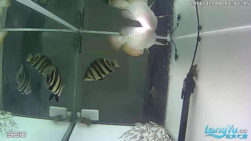 凌晨1點360截圖 虎魚，1點360截圖，虎魚 凌晨1點360截圖 虎魚，1點360截圖，虎魚 虎魚百科 第5張